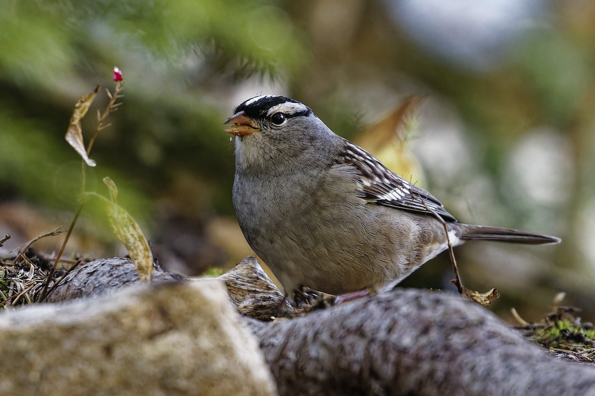 White-crowned Sparrow - Mario St-Gelais
