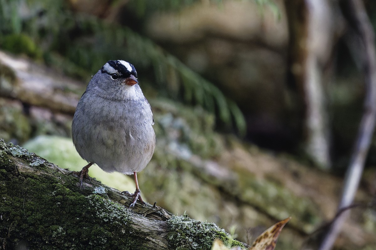White-crowned Sparrow - Mario St-Gelais