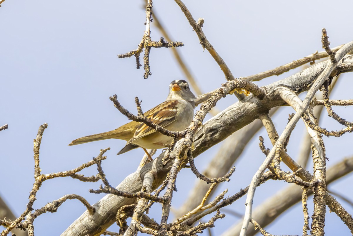 White-crowned Sparrow - ML609519588