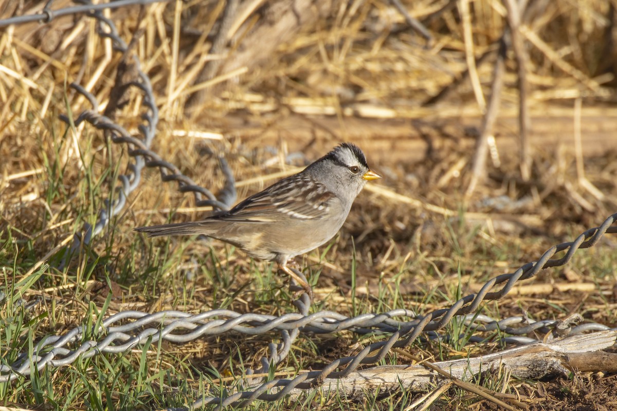 White-crowned Sparrow - ML609519589