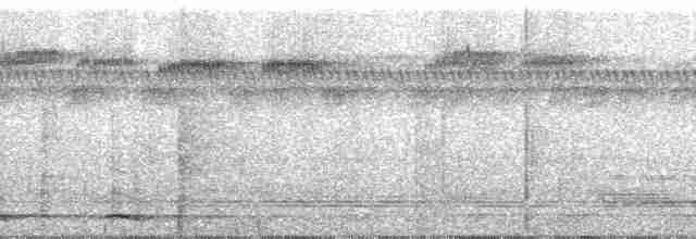 Grallaire tachetée (macularius) - ML60952