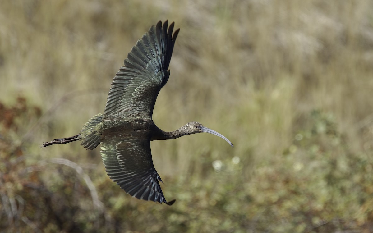 ibis americký - ML609520028