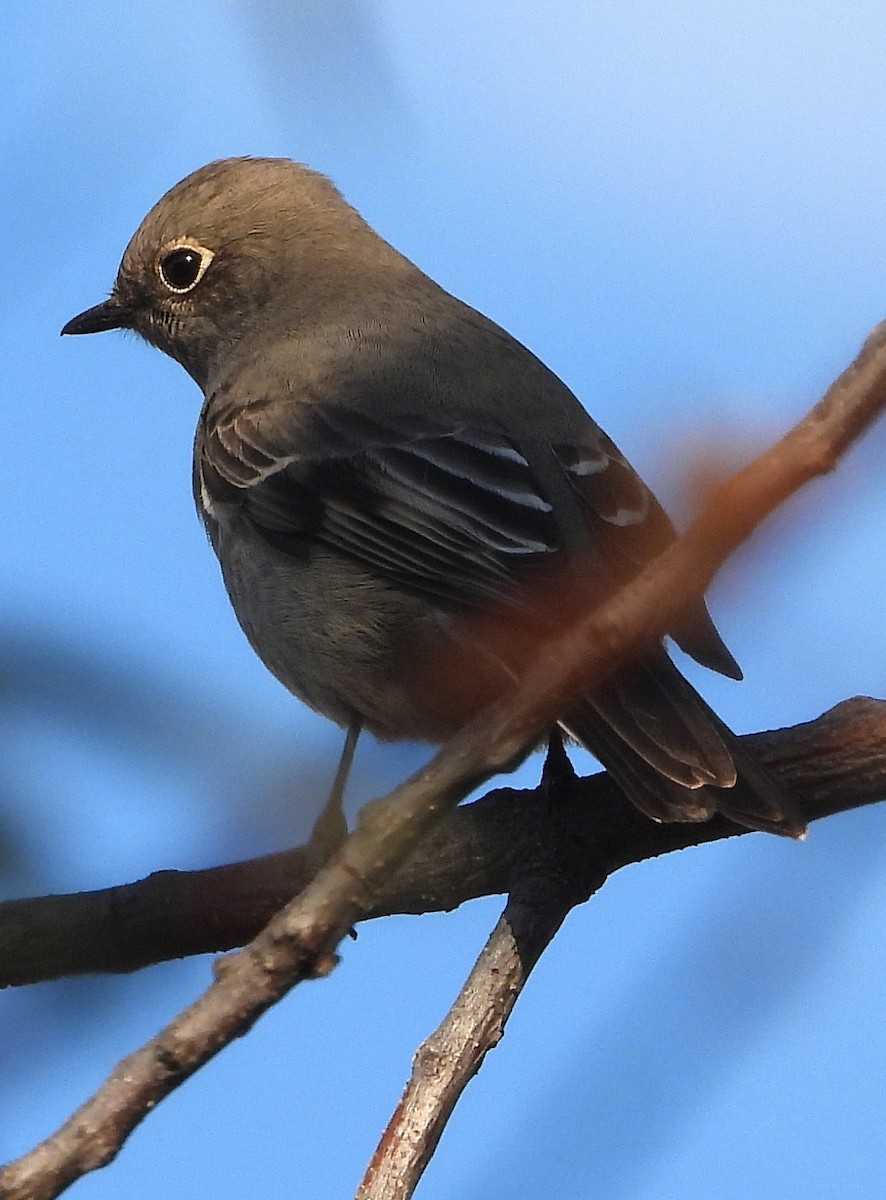 Townsend's Solitaire - ML609520064