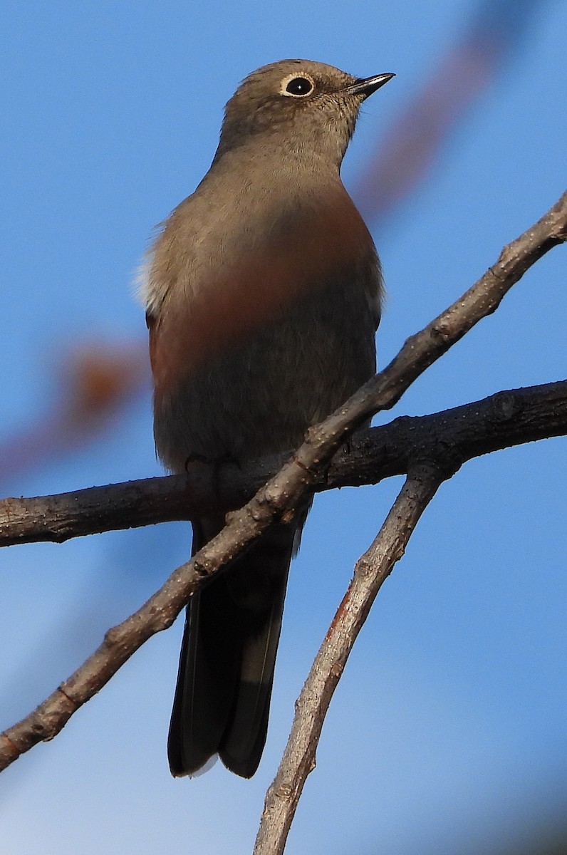 Townsend's Solitaire - ML609520086