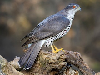 Adult - Daniel López-Velasco | Ornis Birding Expeditions - ML609520163