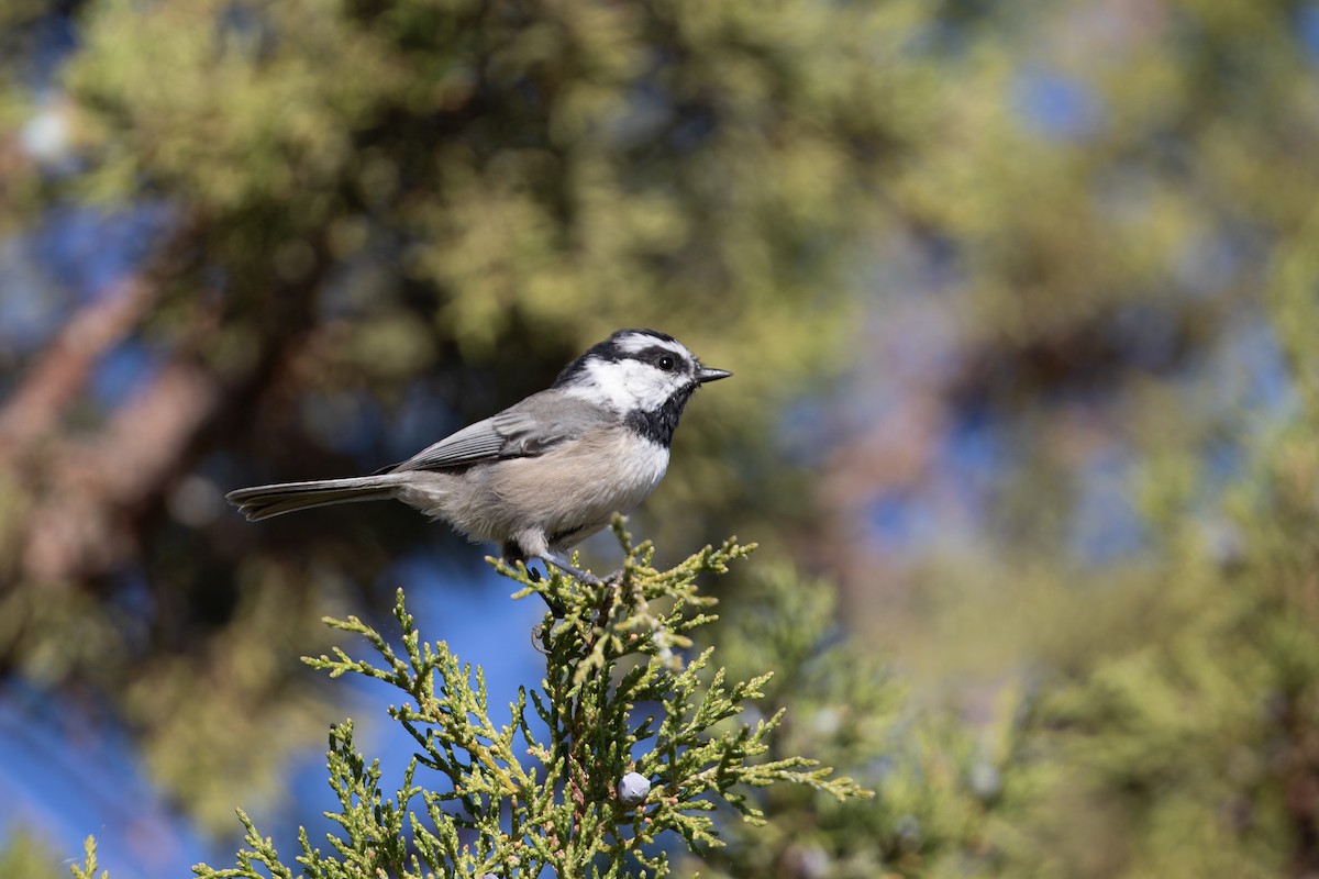 Mésange de Gambel - ML609520202