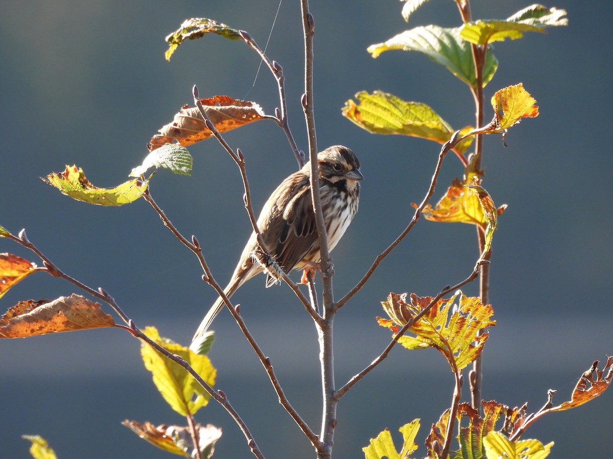 Song Sparrow - ML609520218
