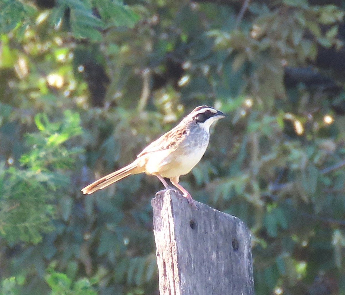 Stripe-headed Sparrow - ML609520543