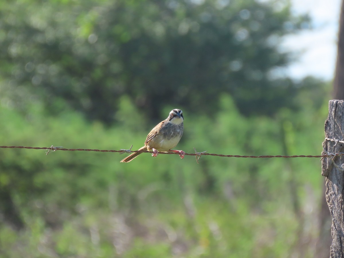 Stripe-headed Sparrow - ML609520545