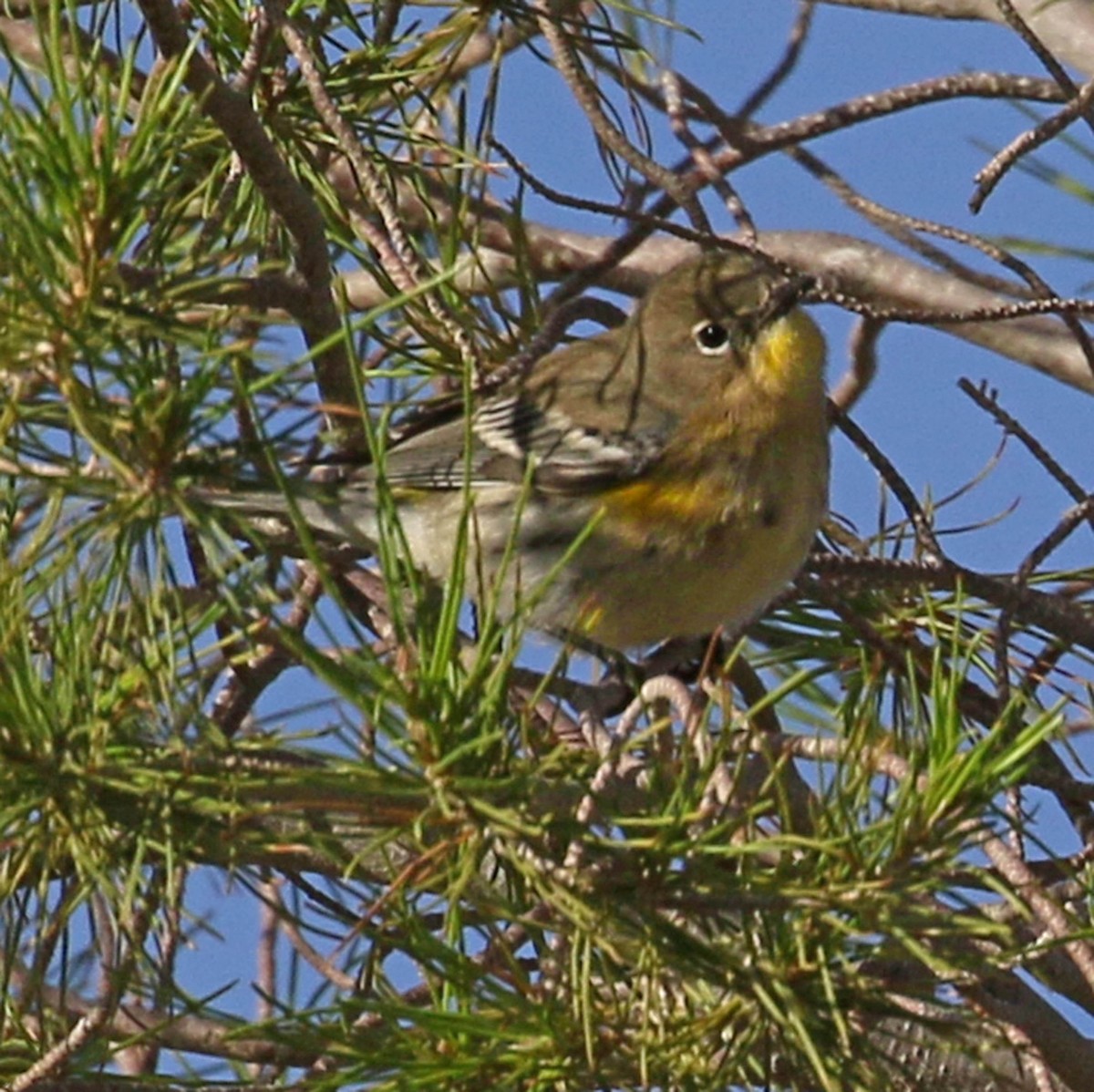 Yellow-rumped Warbler (Audubon's) - ML609520585