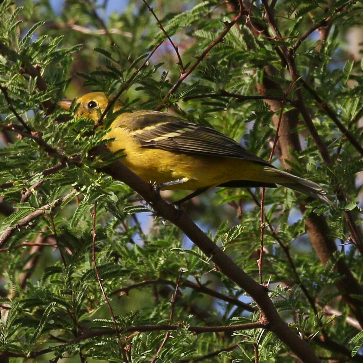 Western Tanager - ML609520598