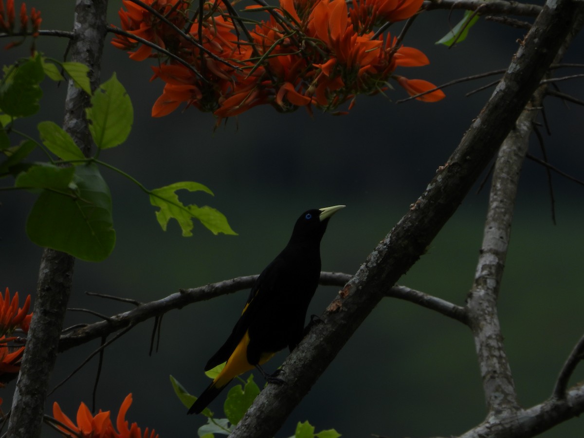 Yellow-rumped Cacique - ML609520777