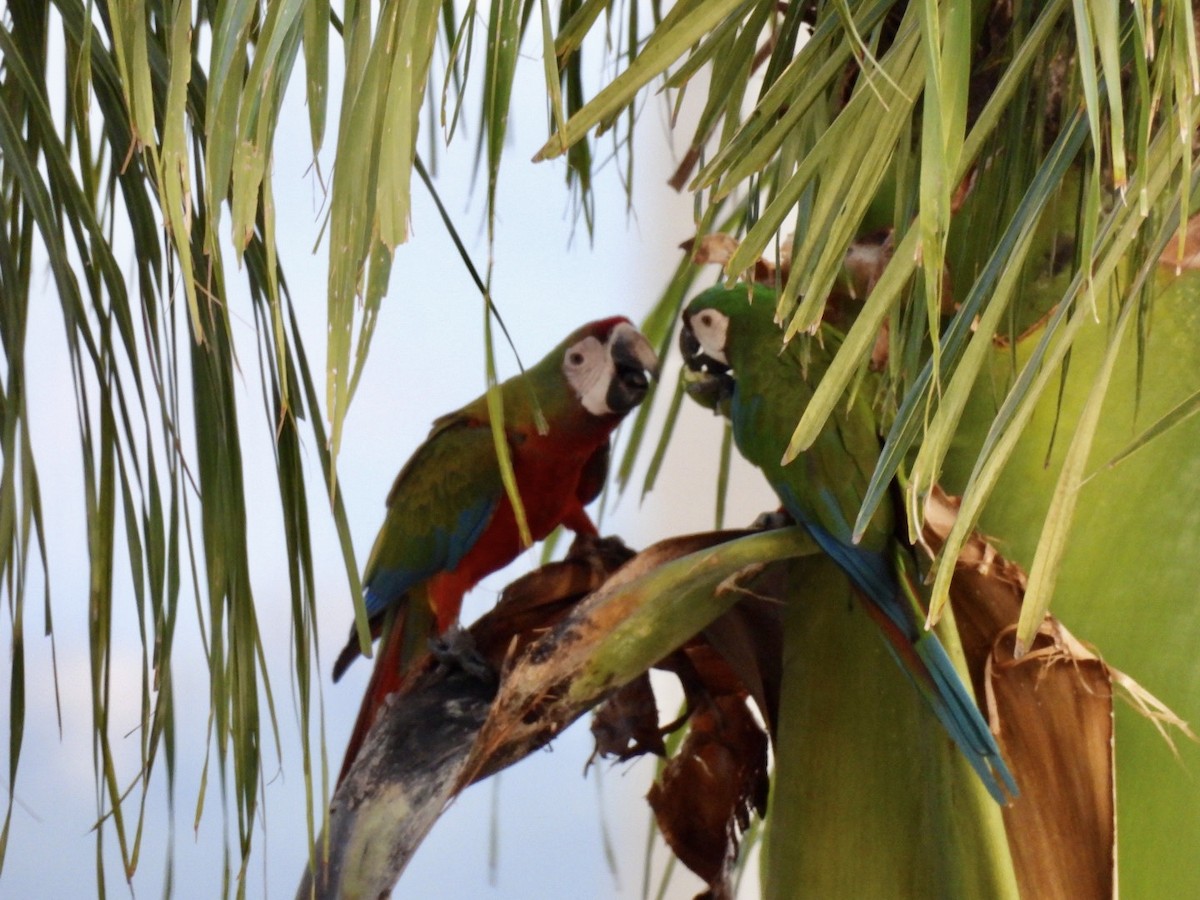 large macaw sp. - ML609520869