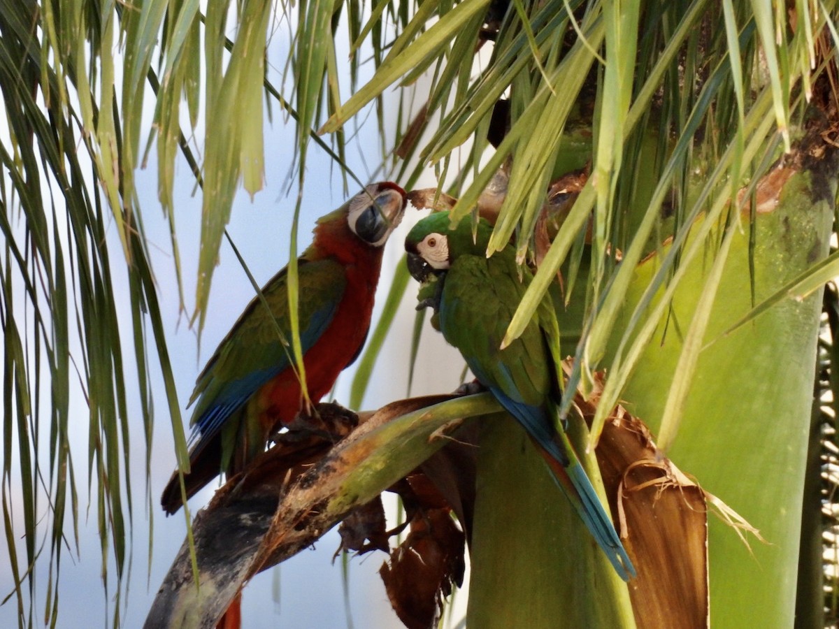 large macaw sp. - ML609520872