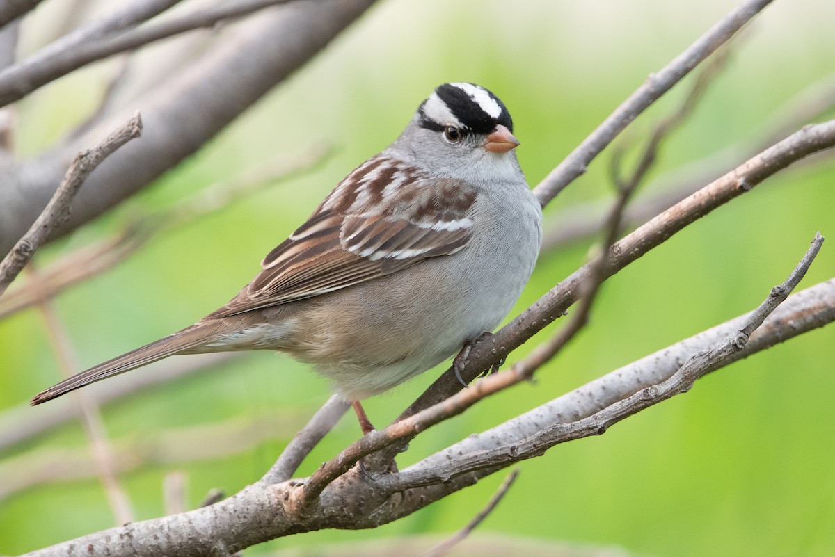 White-crowned Sparrow - ML609521000