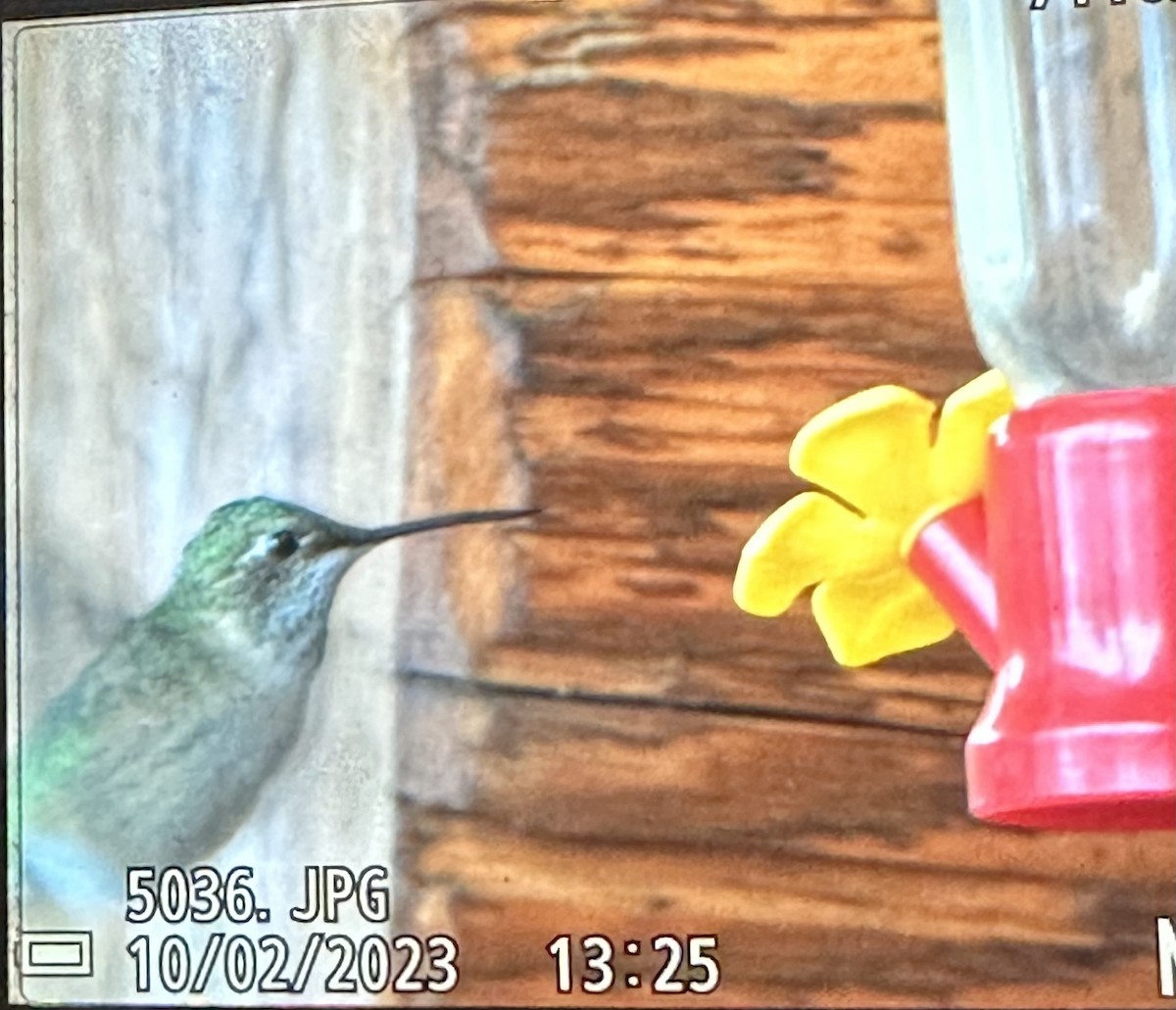 Broad-tailed Hummingbird - ML609521289