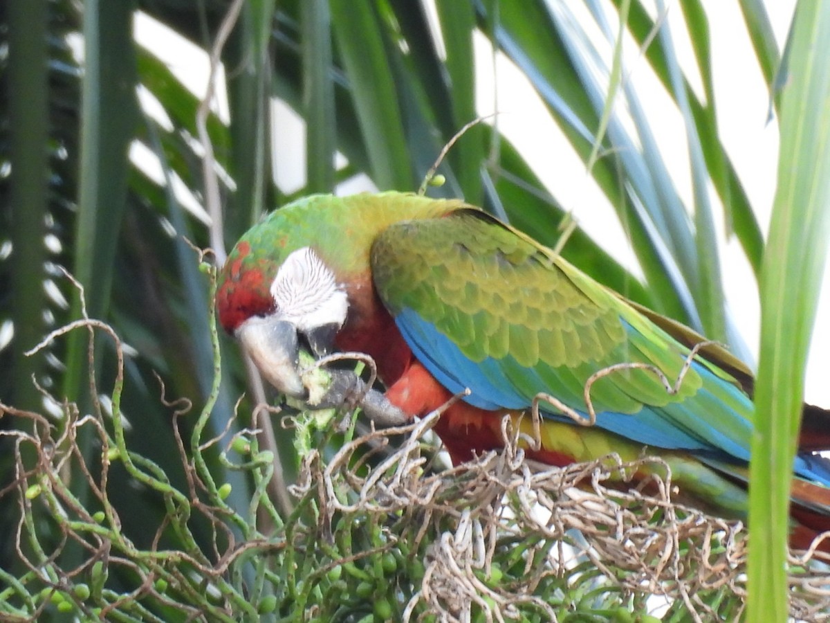 large macaw sp. - ML609521296