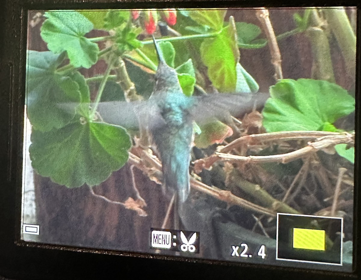 Broad-tailed Hummingbird - ML609521309