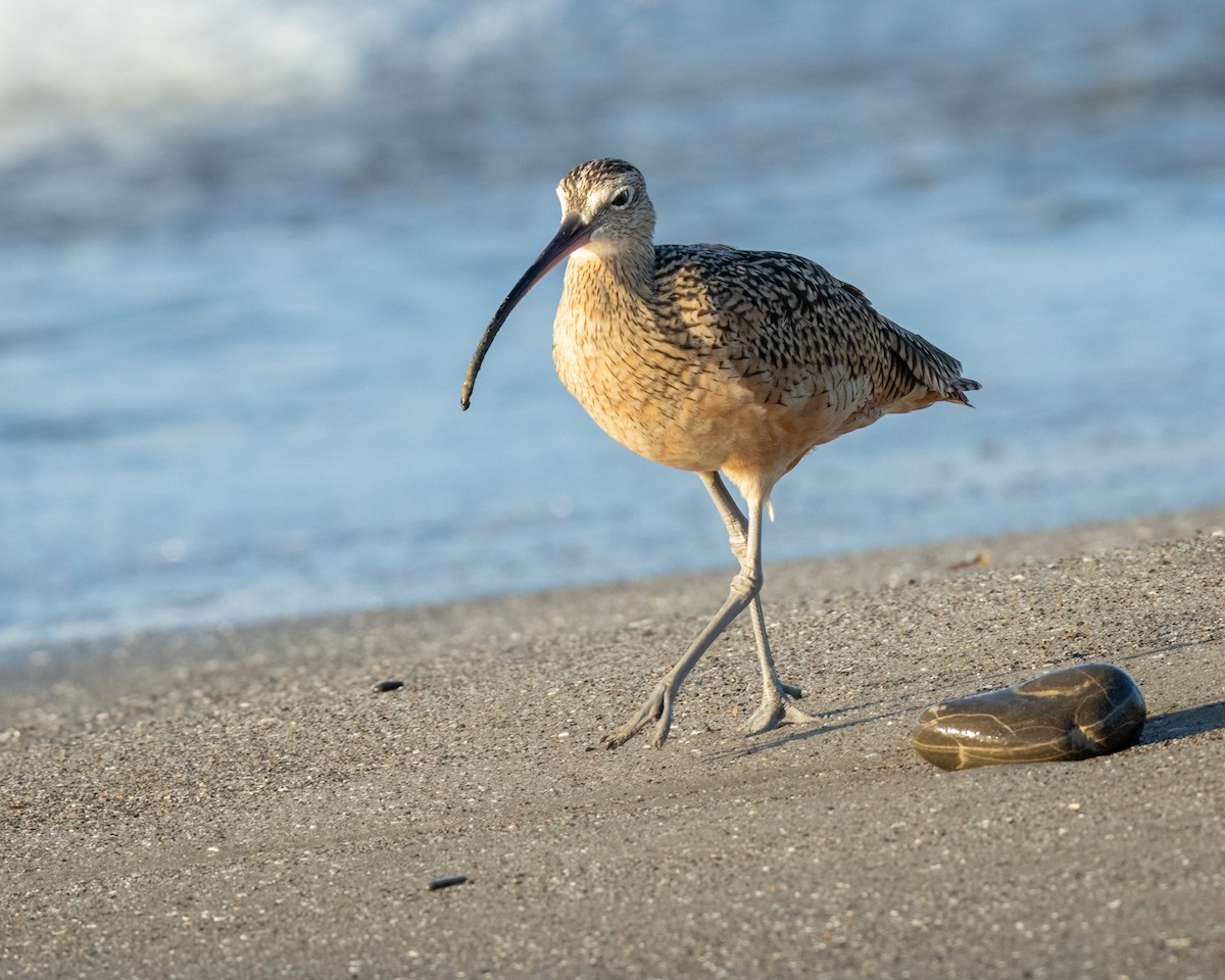 Long-billed Curlew - Sue Cook