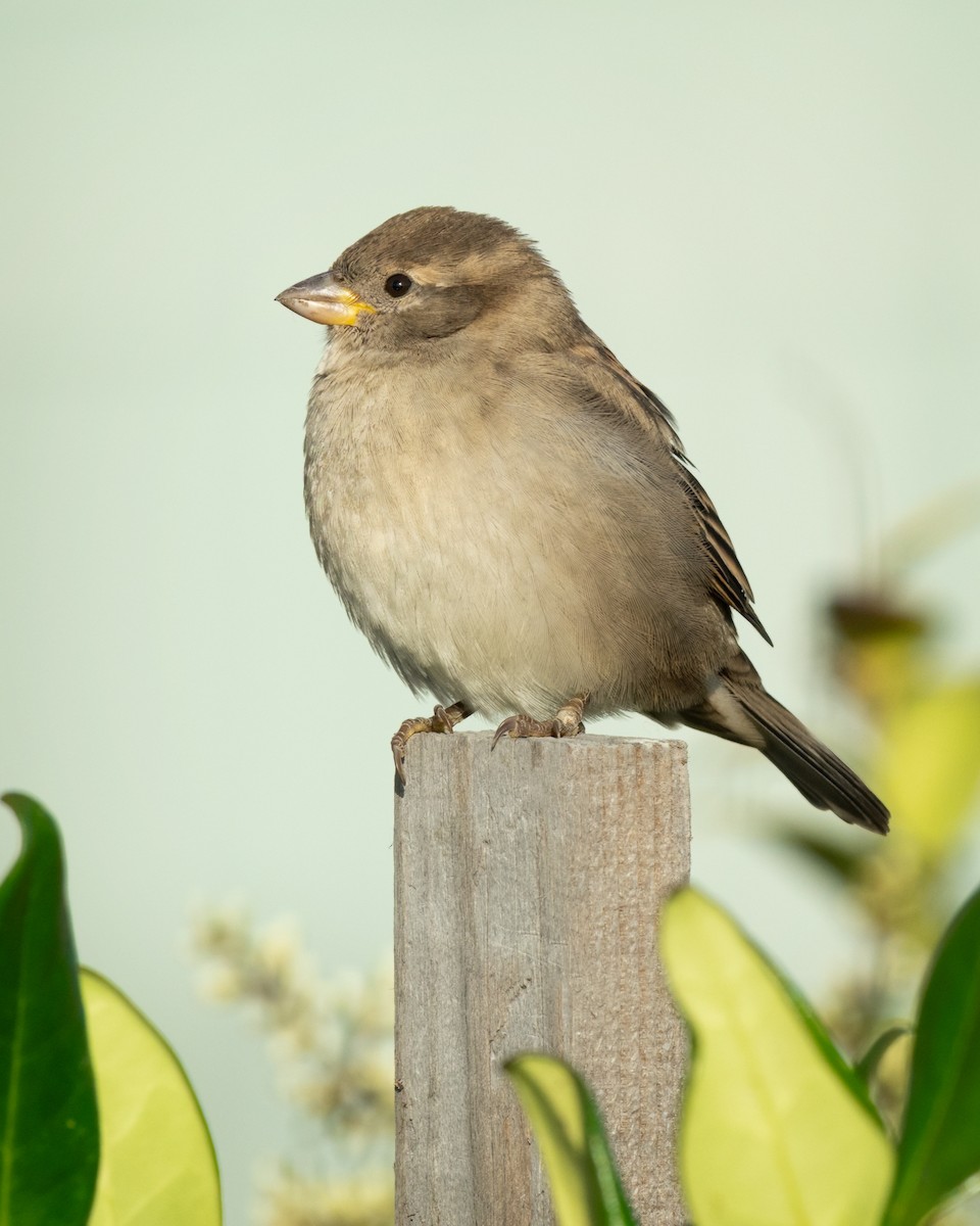 House Sparrow - Sue Cook