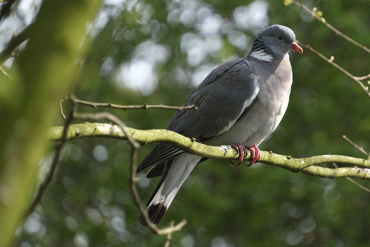 Common Wood-Pigeon (White-necked) - ML609521701