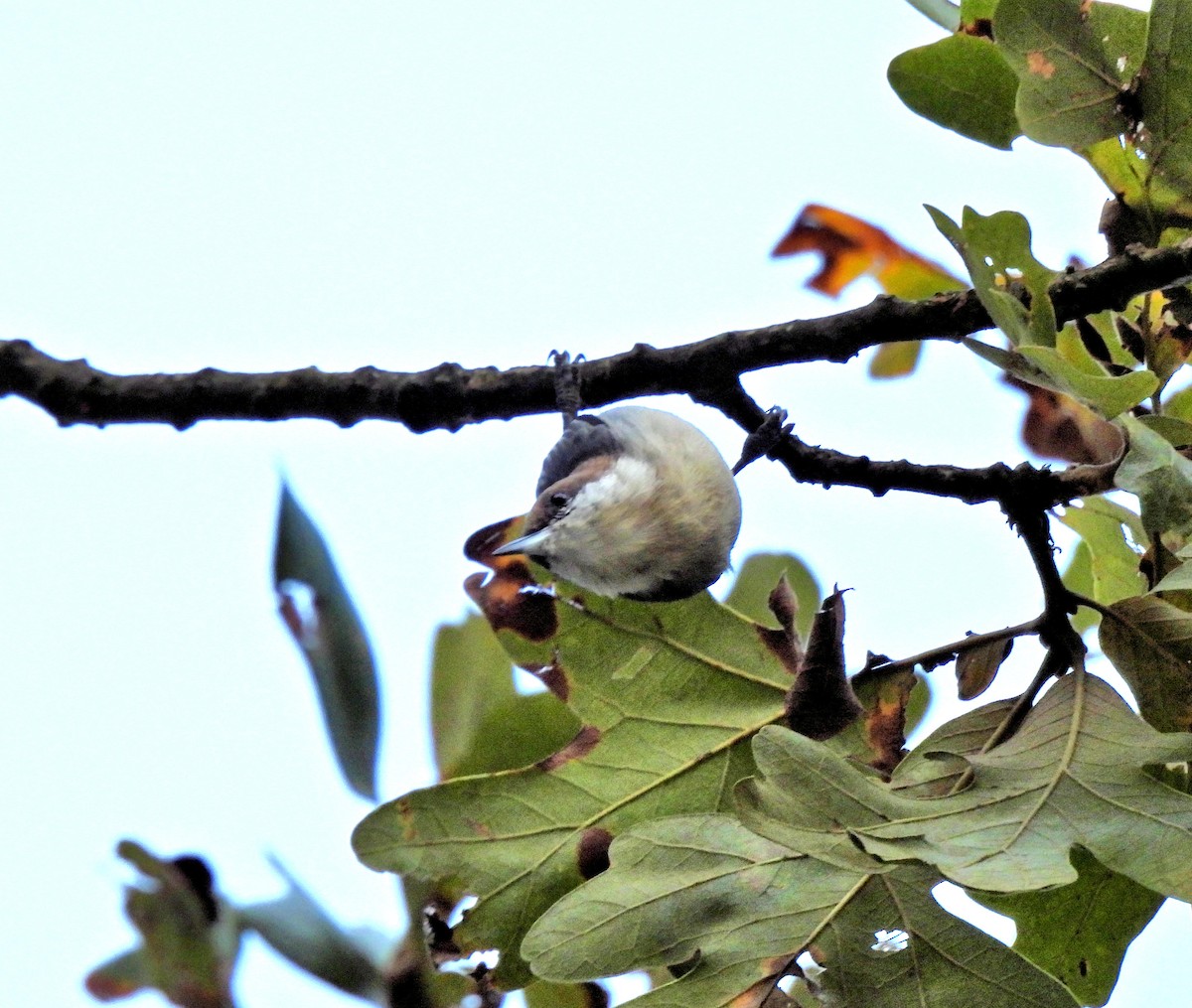 Brown-headed Nuthatch - ML609521710
