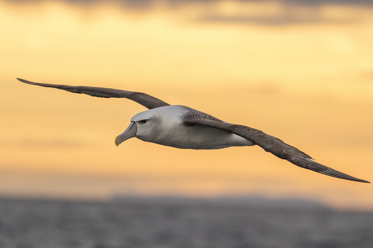 White-capped Albatross - ML609521807