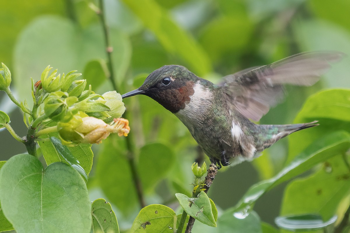 Ruby-throated Hummingbird - ML609521906