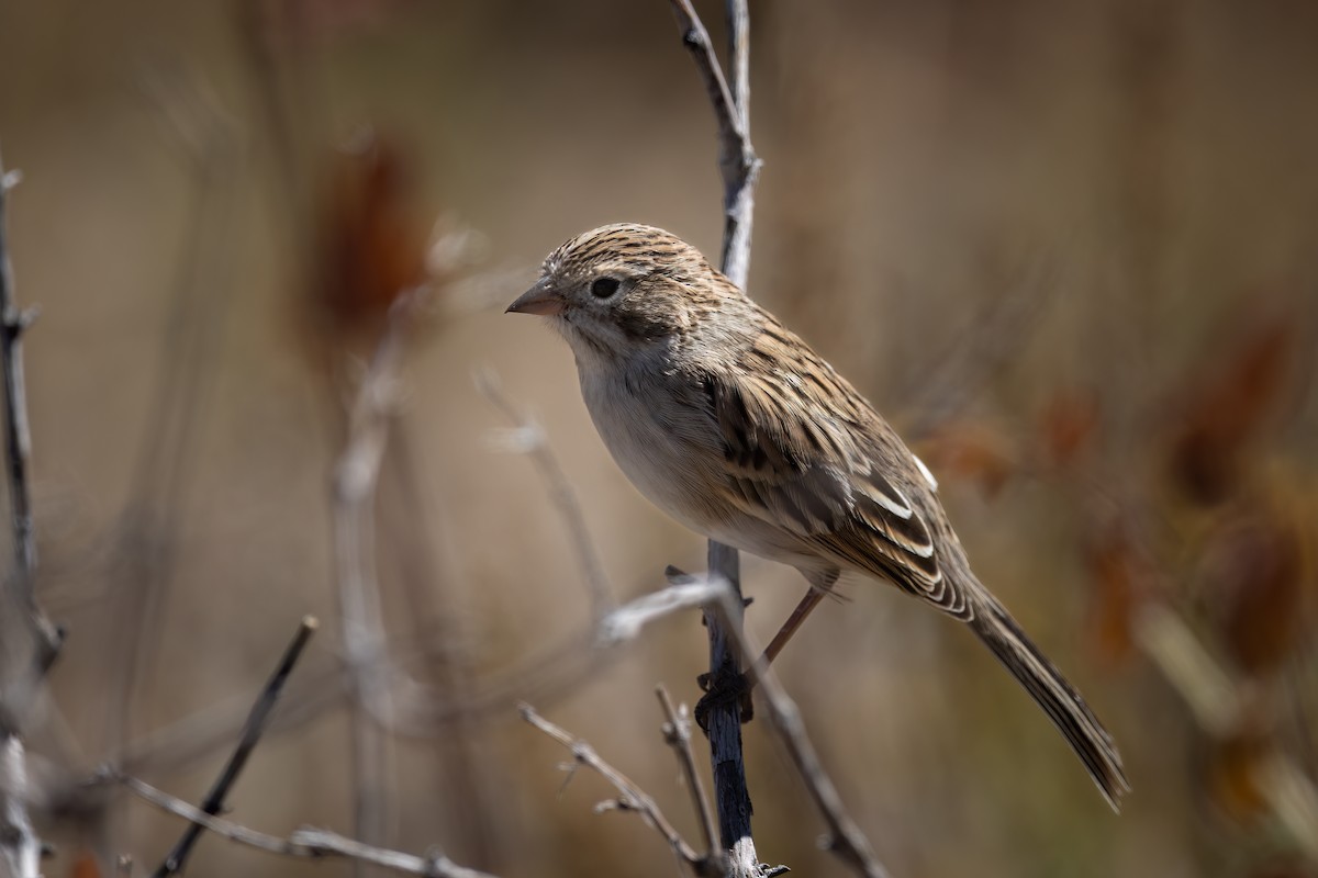Brewer's Sparrow - Ryan Wallace