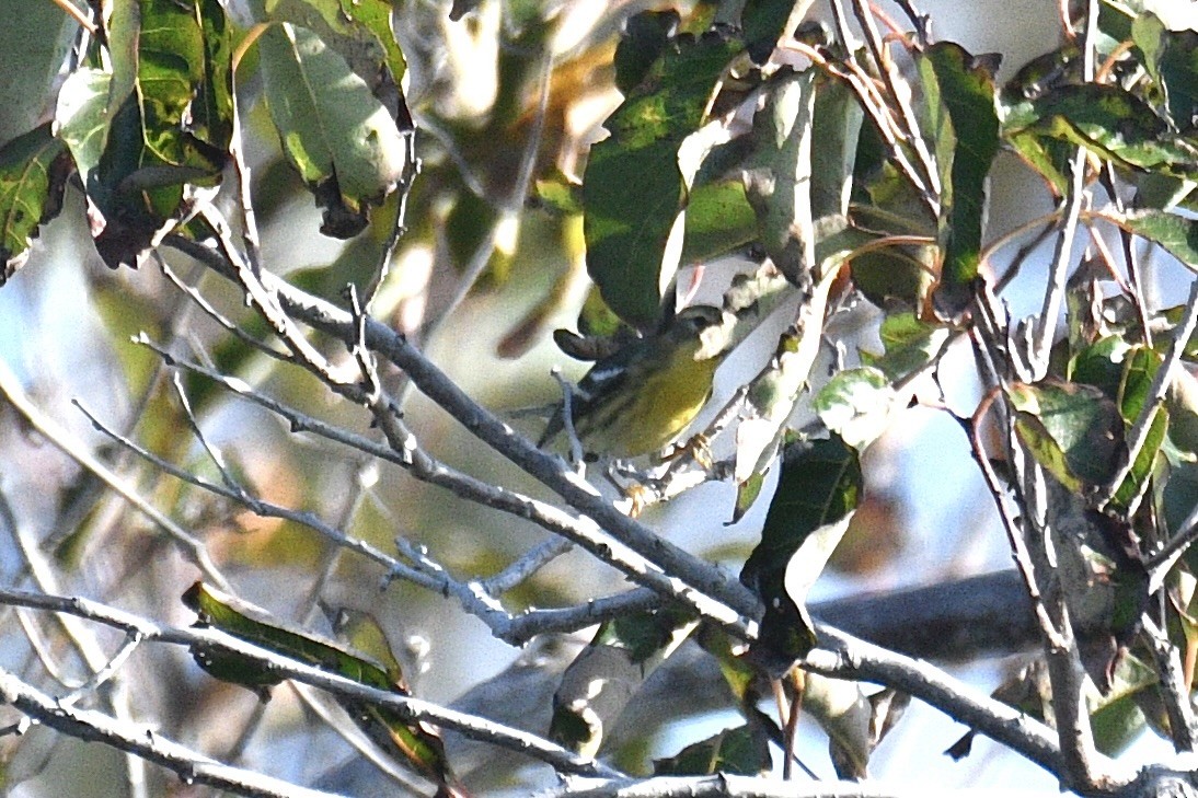 Blackburnian Warbler - ML609522584