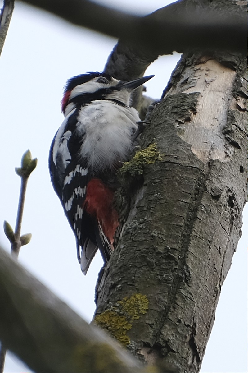 Great Spotted Woodpecker (Great Spotted) - ML609522638