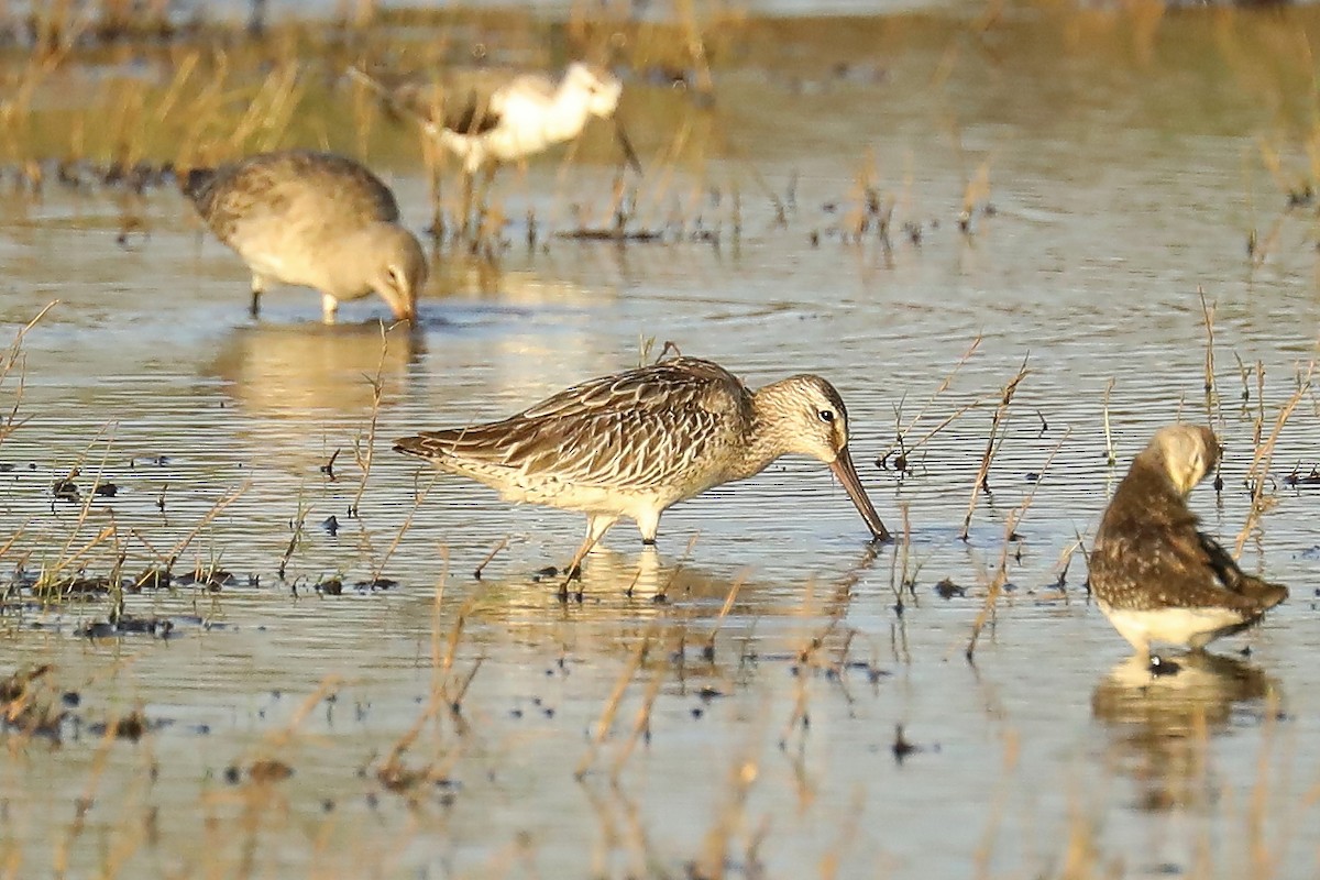 Asian Dowitcher - ML609523001