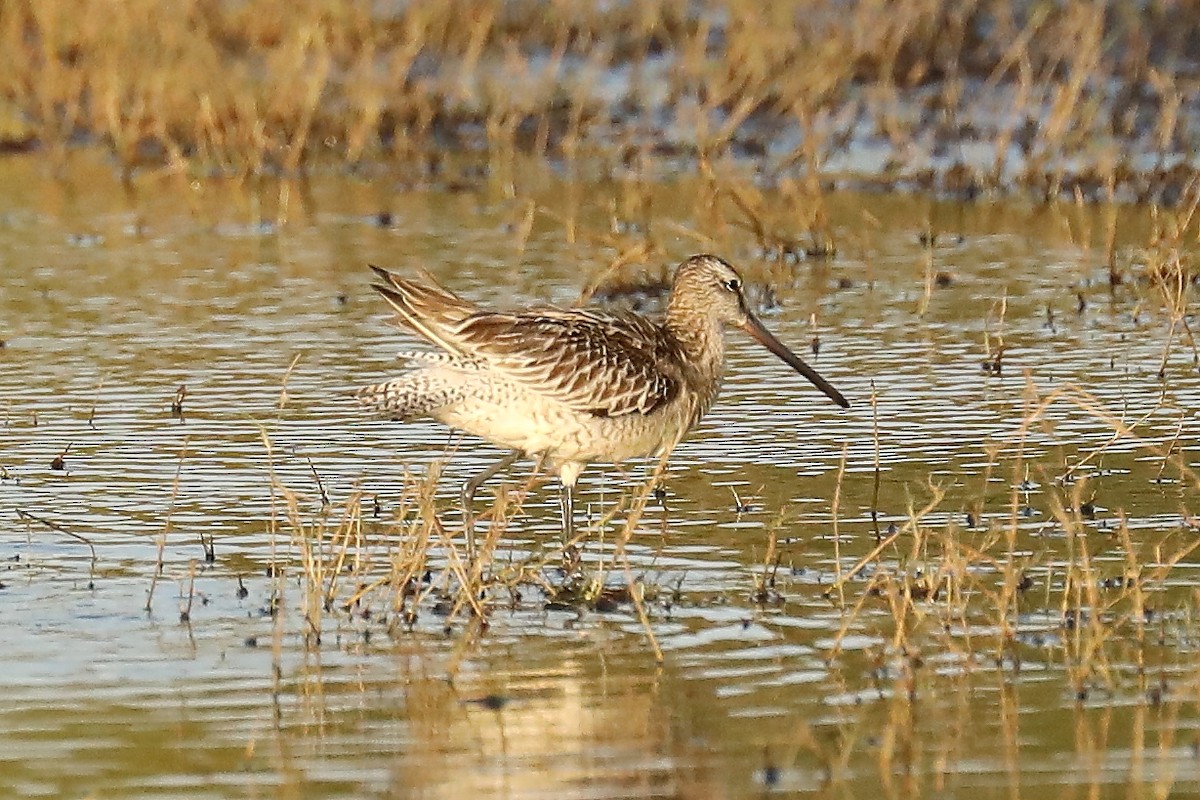 Asian Dowitcher - ML609523003