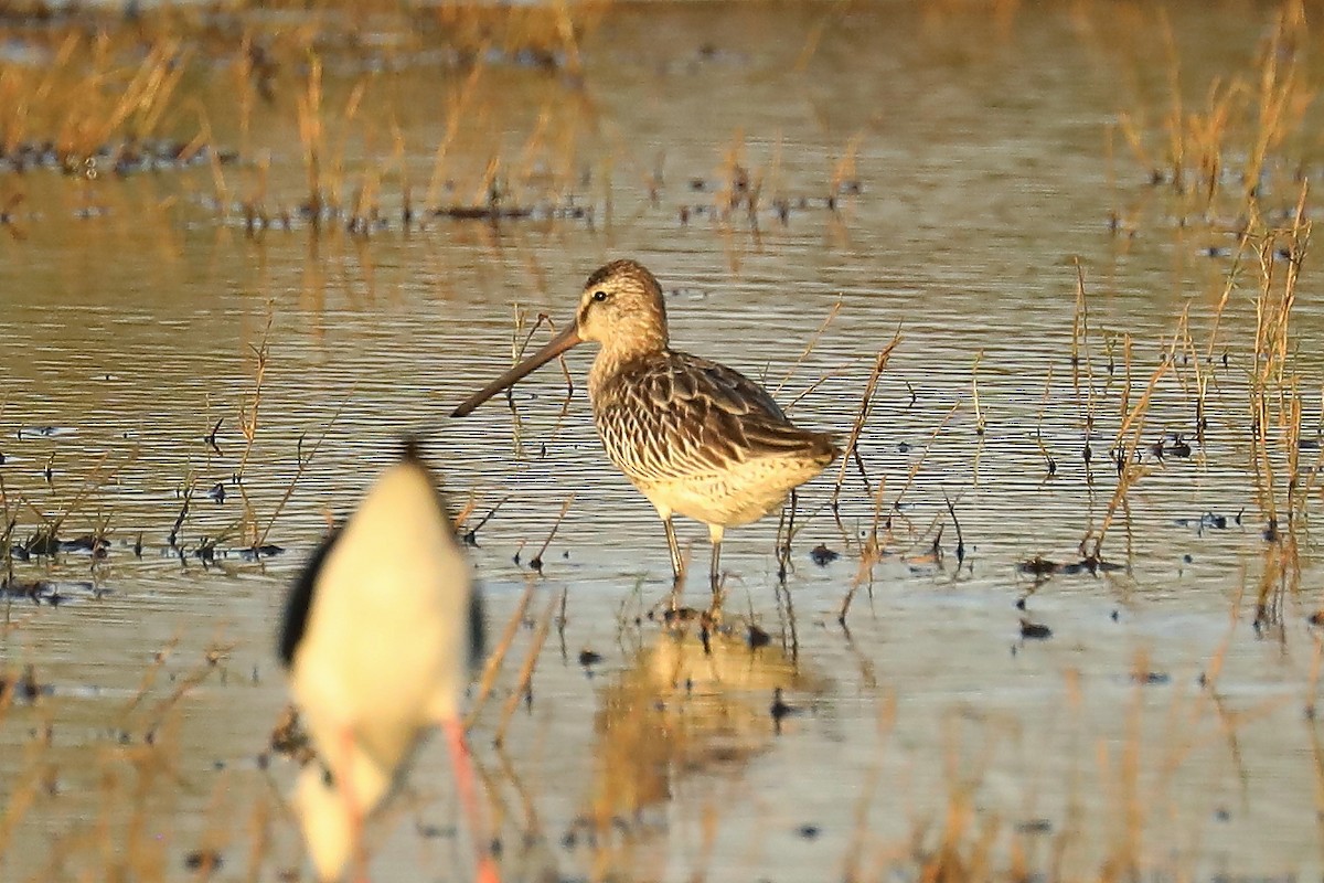 Asian Dowitcher - ML609523005