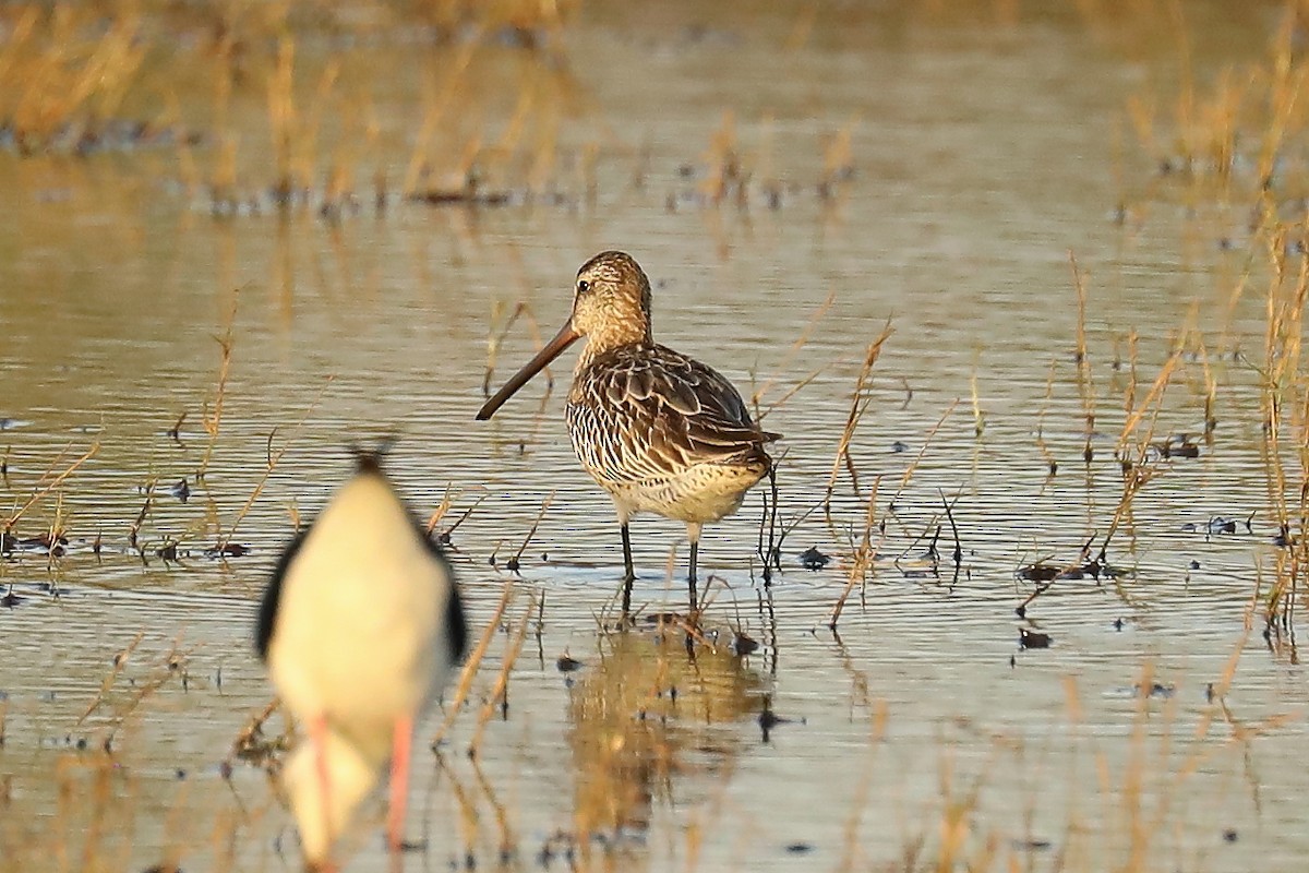 Asian Dowitcher - ML609523006