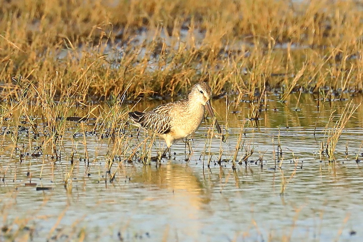 Asian Dowitcher - ML609523007