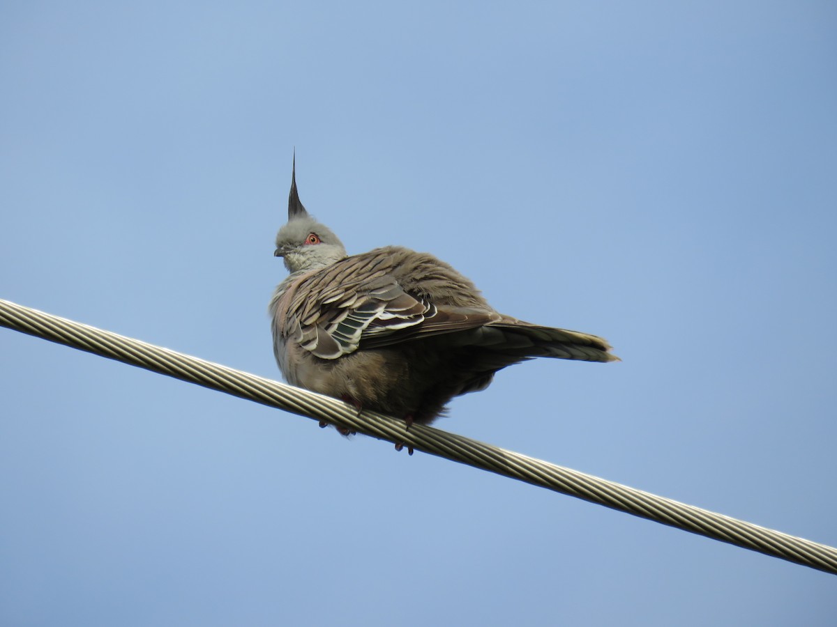 Crested Pigeon - ML609523008