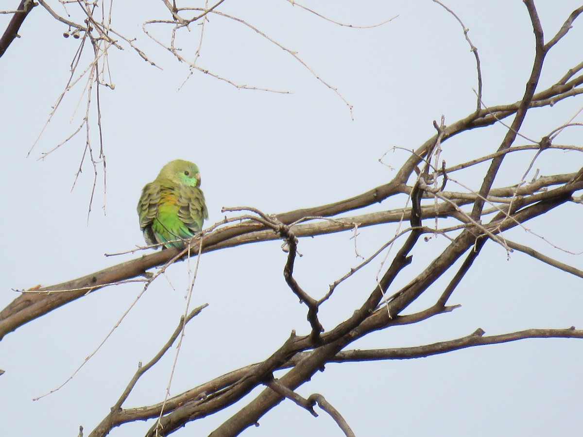 Red-rumped Parrot - ML609523022