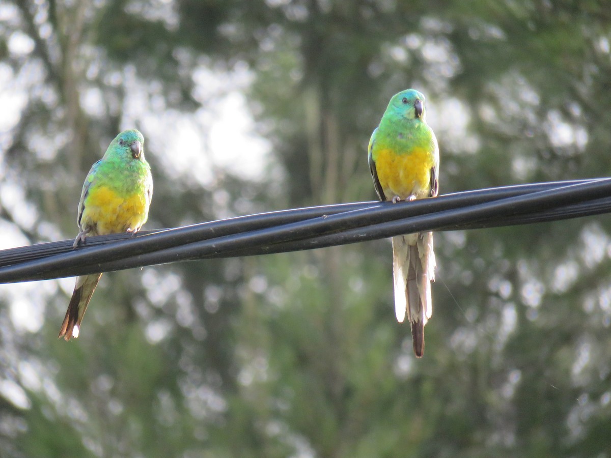 Red-rumped Parrot - ML609523059