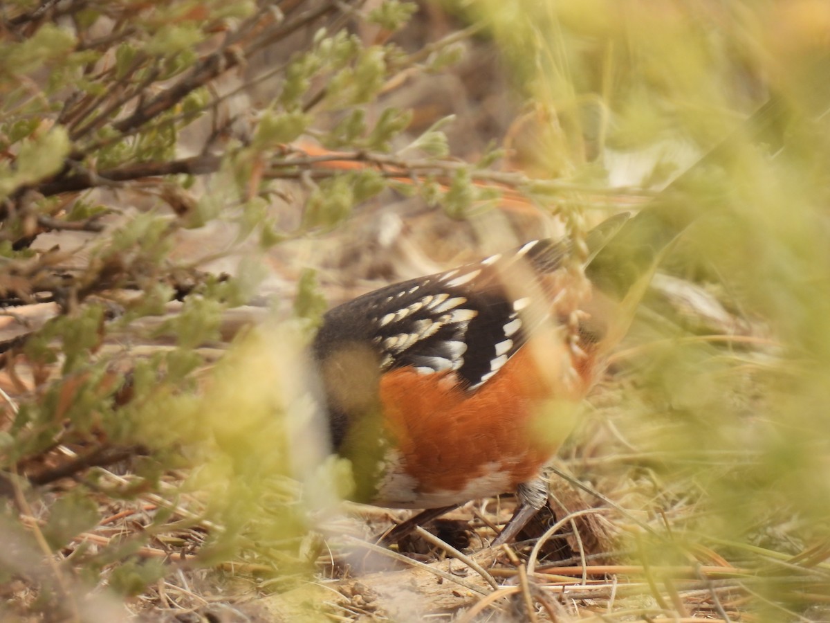 Spotted Towhee - ML609523231