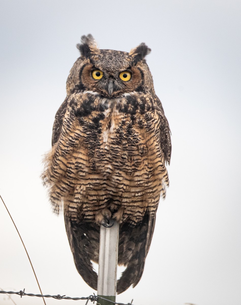 Great Horned Owl - ML609523310