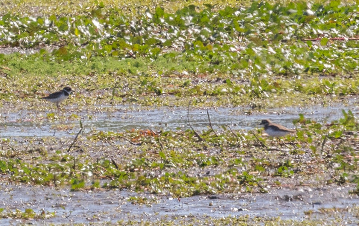 Semipalmated Plover - ML609523336