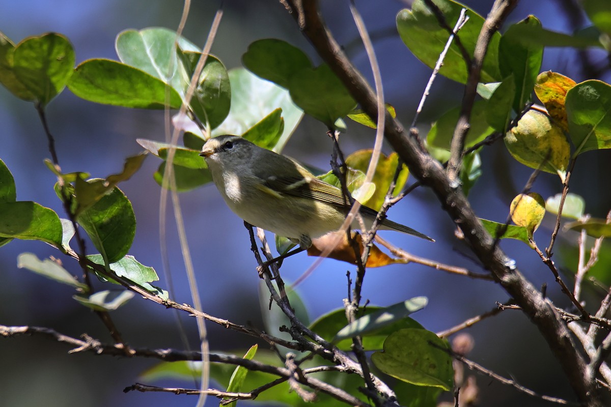 Hume's Warbler - ML609523460