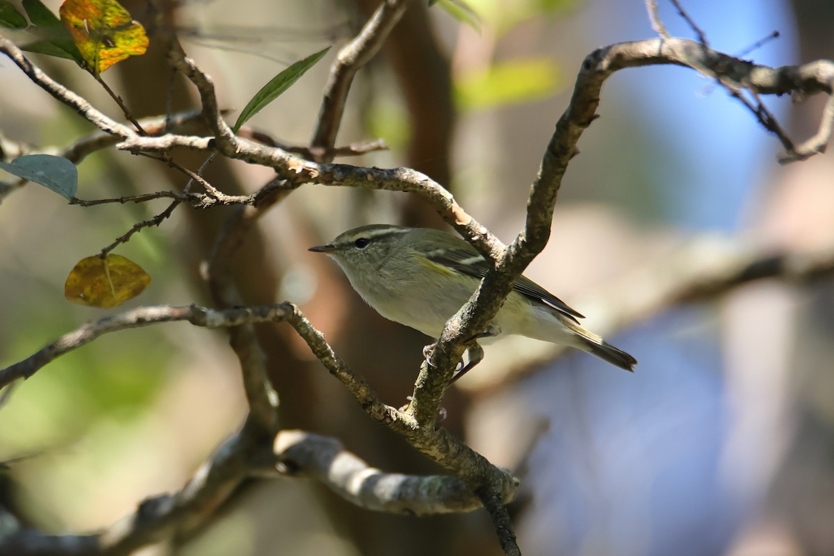 Hume's Warbler - ML609523462