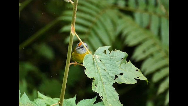 Russet-crowned Warbler - ML609523752