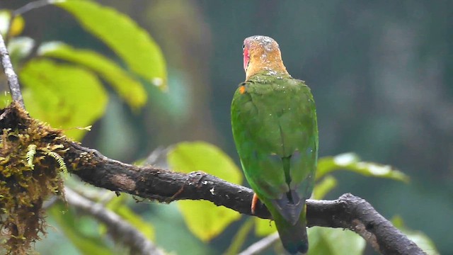 Rose-faced Parrot - ML609523828