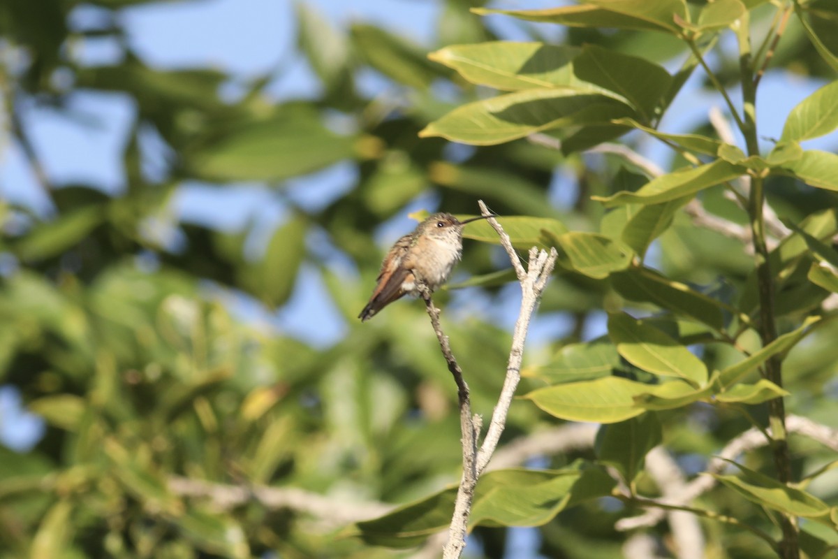 Rufous/Allen's Hummingbird - ML609524083