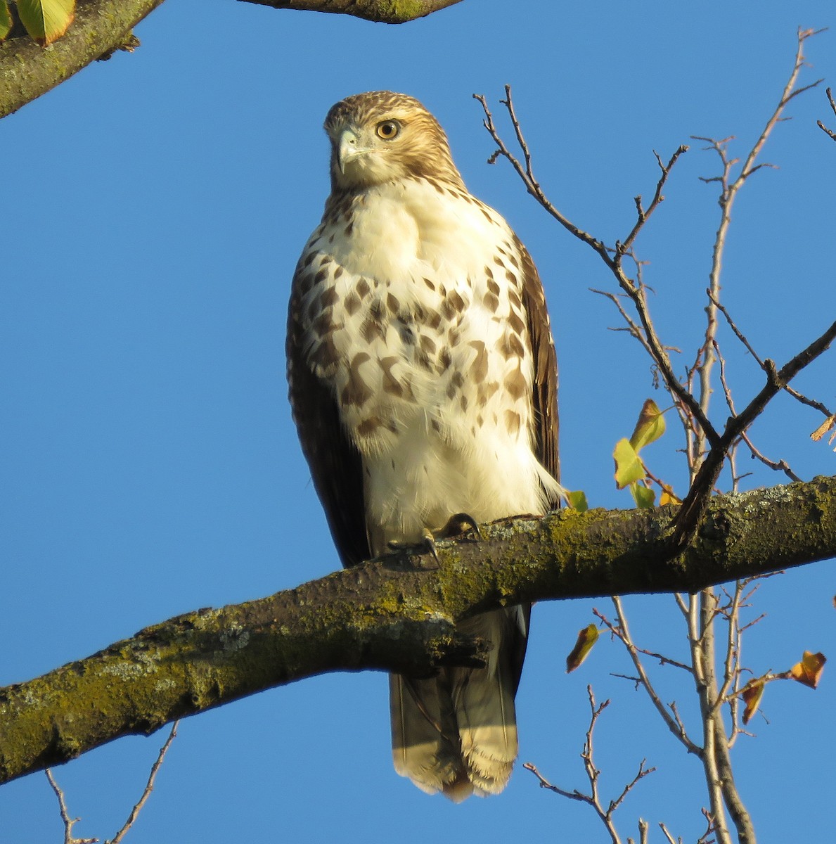 Red-tailed Hawk - ML609524265