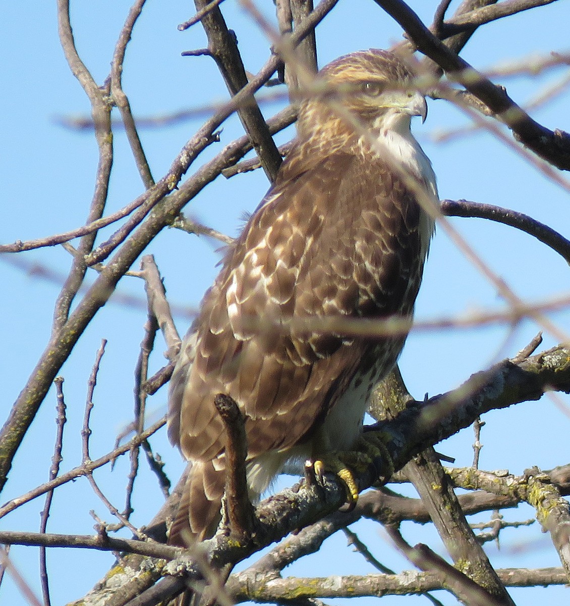 Red-tailed Hawk - ML609524269