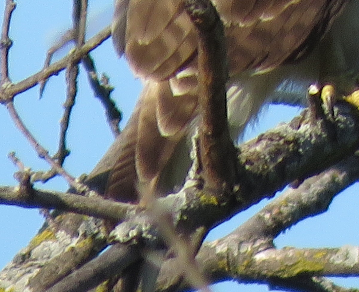 Red-tailed Hawk - ML609524271